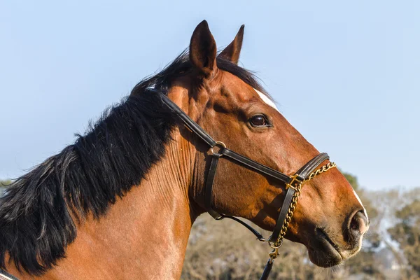 Equestrain koń skoki — Zdjęcie stockowe