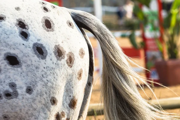 Equestrain koní parkurových — Stock fotografie