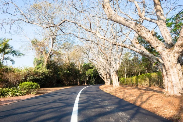 Aussichtsreiche Straße Wohnbäume — Stockfoto