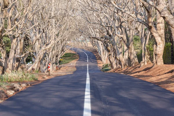 Strada panoramica Alberi residenziali — Foto Stock