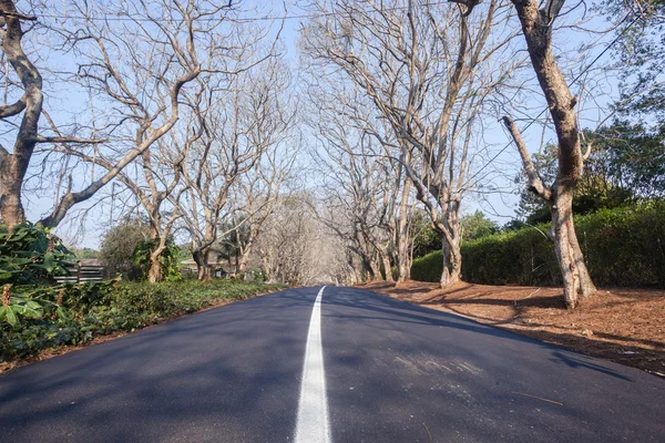 Strada panoramica Alberi residenziali — Foto Stock