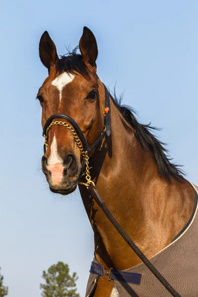 Retrato de cavalo close-up — Fotografia de Stock