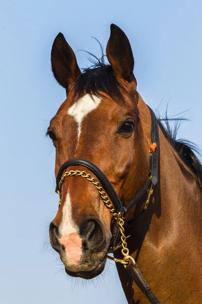 Retrato de cavalo close-up — Fotografia de Stock