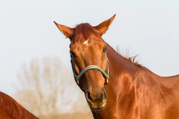 Horse Ponies Closeup Portrait — Stock Photo, Image