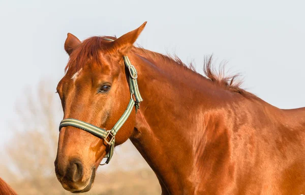 Horse Ponies Closeup Portrait — Stock Photo, Image