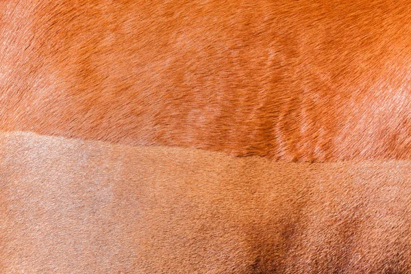 Портрет пони крупным планом — стоковое фото