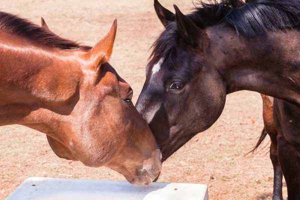 Horse Ponies Closeup Portrait — Stock Photo, Image