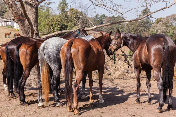 Cheval Poneys Gros plan Portrait — Photo