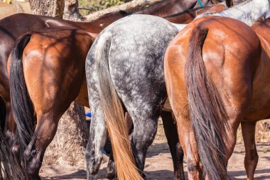 Horse midilli portre portre