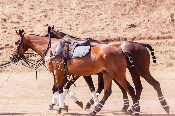 Konie kucyki zbliżenie portret — Zdjęcie stockowe