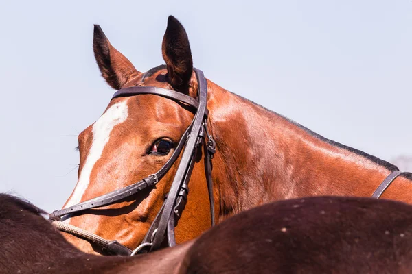 Cheval Poneys Gros plan Portrait — Photo