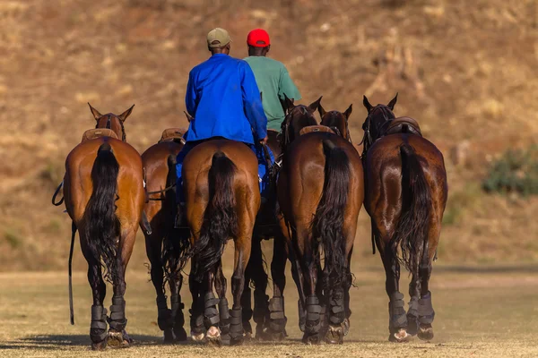 Jezdeckých koních — Stock fotografie