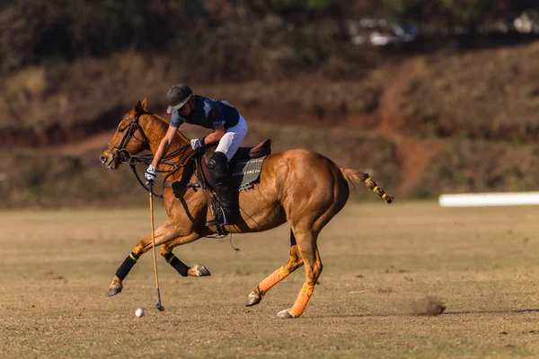 Paardensport Paardrijden — Stockfoto