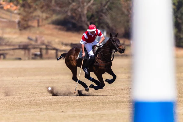 Passeios a cavalo equestre — Fotografia de Stock