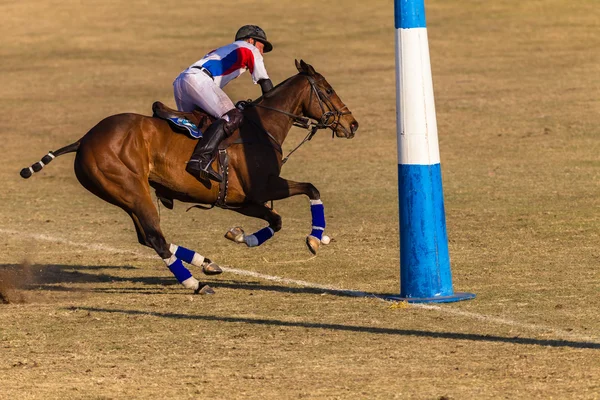 Equitación ecuestre — Foto de Stock