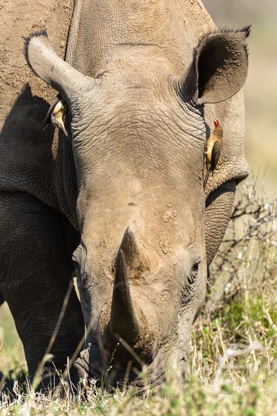 Rhino fåglar öron Wildlife — Stockfoto