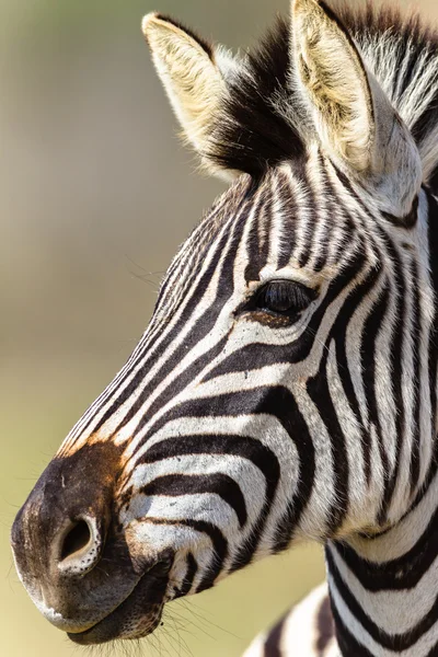 Zebrakopf Wildtiere — Stockfoto