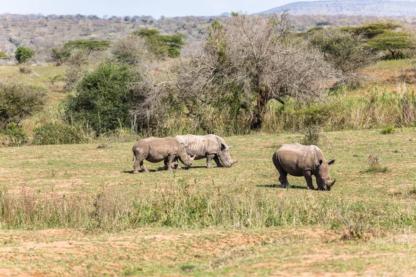 Rinocerontes Animais selvagens — Fotografia de Stock