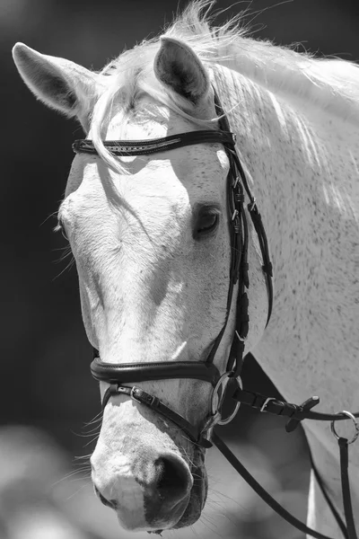 Cavalo Retrato Preto Branco Vintage — Fotografia de Stock