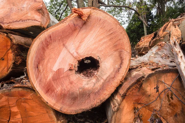 Boom stomp Logs kettingzaag — Stockfoto