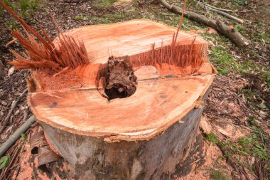 Ahşap ağaç güdük kıymıklar