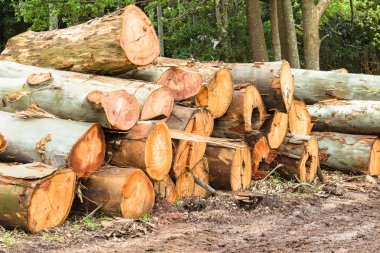 Yığılmış günlük ağacı