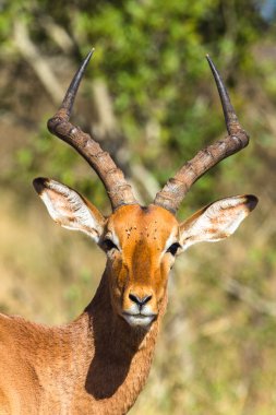 Buck hayvan yaban hayatı