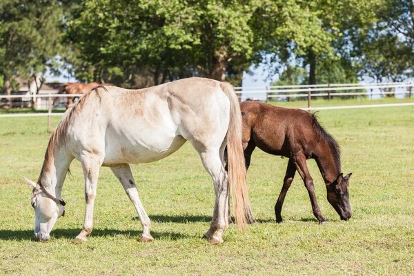 Pferd Fohlen Hengstfohlen Gestüt — Stockfoto