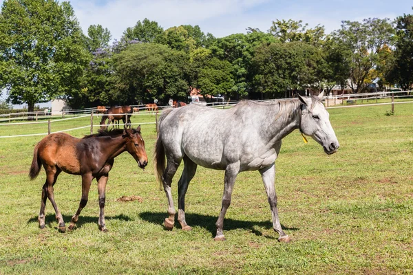 馬の子馬コルト種馬飼育場 — ストック写真