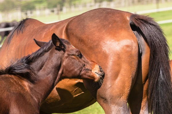 Koní hříbě hřebeček hřebčín — Stock fotografie