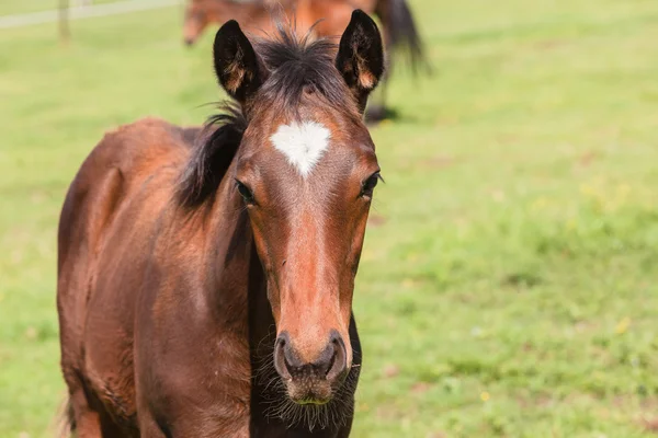 Horse Foal Colt Stud Farm — Stock Photo, Image