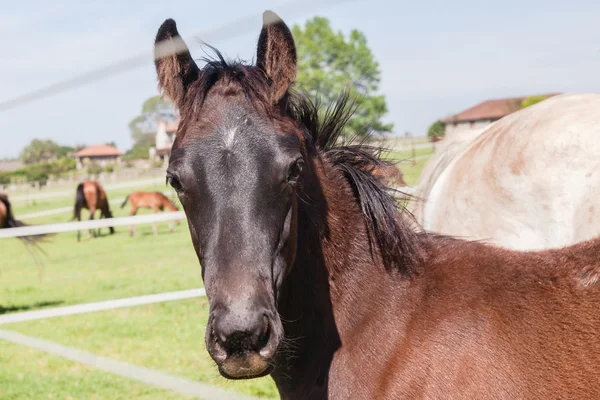 Horse Foal Colt Stud Farm — Stock Photo, Image