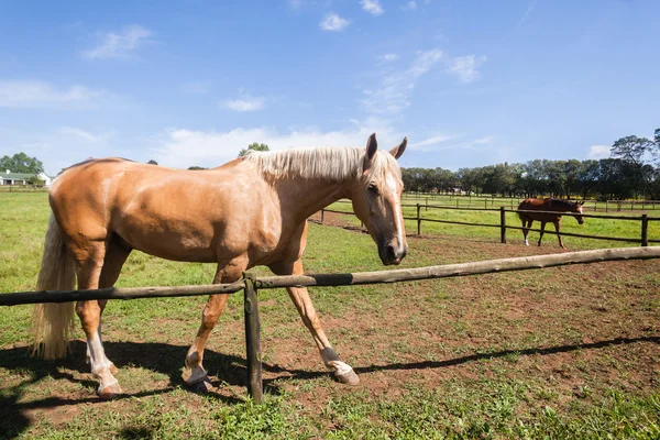 Horse Closeup Portrait — Stock Photo, Image