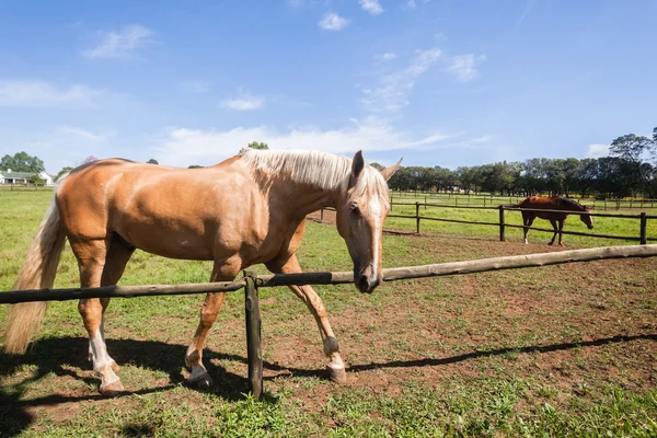 馬のポートレート、クローズ アップ — ストック写真