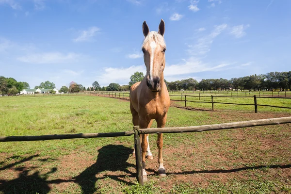 Horse Closeup Portrait — Stock Photo, Image