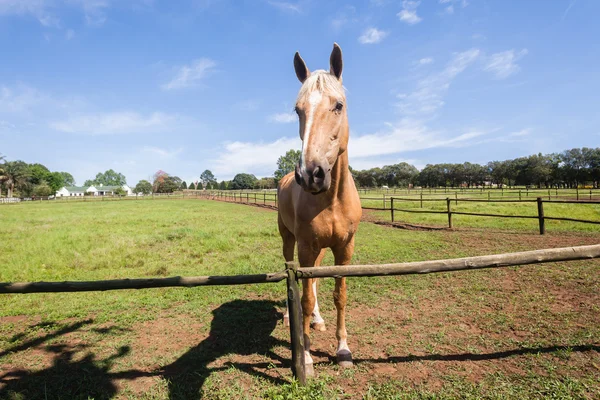 Horse Closeup Portrait — Stock Photo, Image