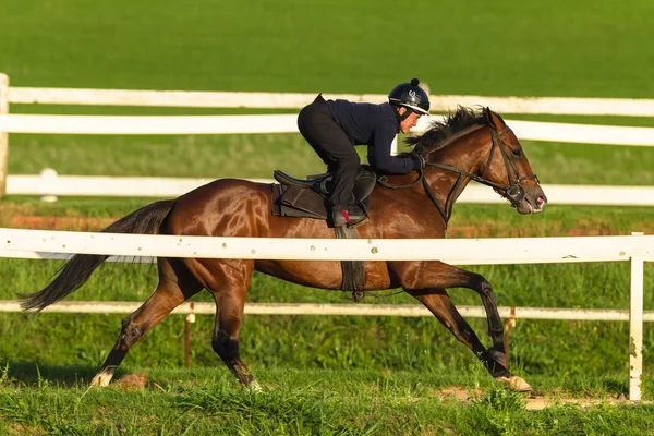 Carrera Caballo Jockey Formación Acción — Foto de Stock