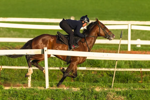 Race Horse Jockey Training Azione — Foto Stock