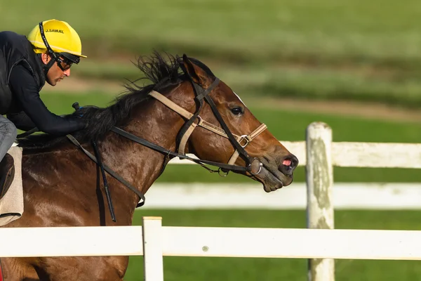 Race häst Jockey utbildningsåtgärder — Stockfoto