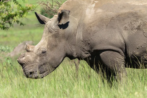 Дикая жизнь носорогов — стоковое фото