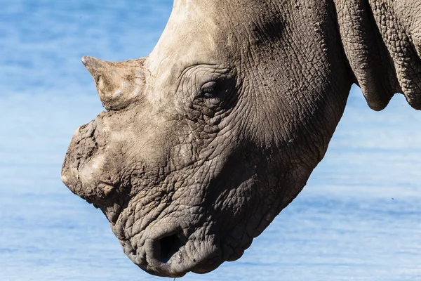 Rhino Wildlife — Stock Photo, Image