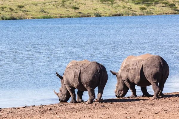 Носороги дикої природи — стокове фото