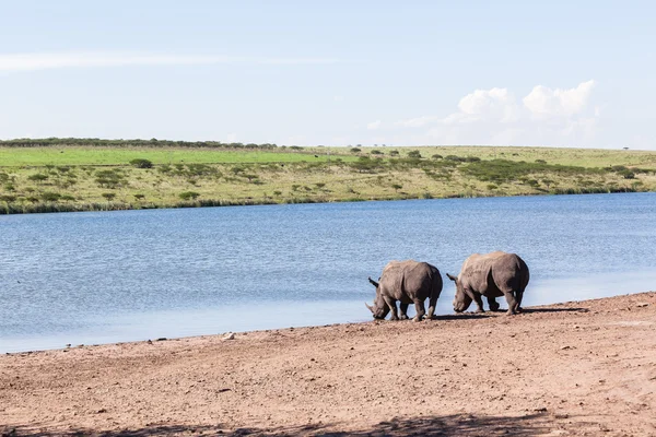 Rhinos Wildlife — Stock Photo, Image