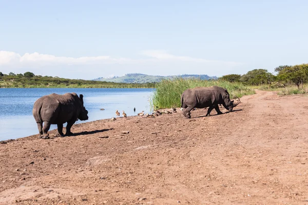 Rhinos Faune — Photo