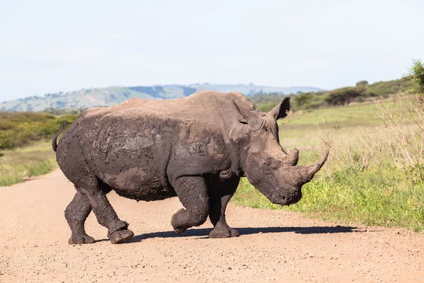 Rhino Wildlife — Stockfoto