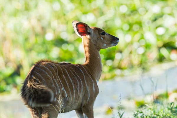 Wildtiere bei Bockkälbern — Stockfoto