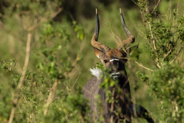 Buck yaban hayatı — Stok fotoğraf