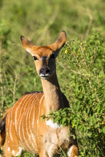 Buck Wildlife — Stock Photo, Image