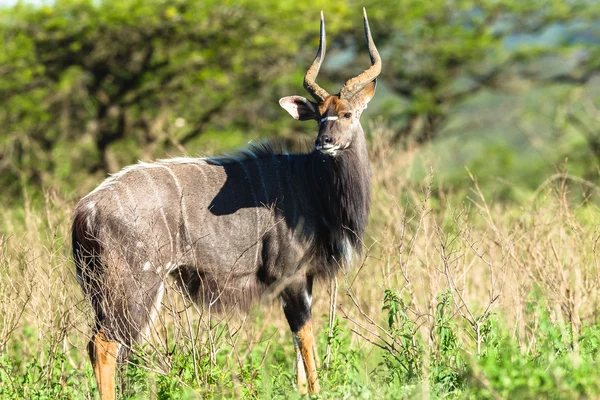 Buck Wildlife — Stock Photo, Image