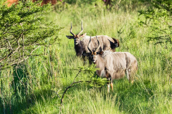 Buck Wildlife — Stock Photo, Image